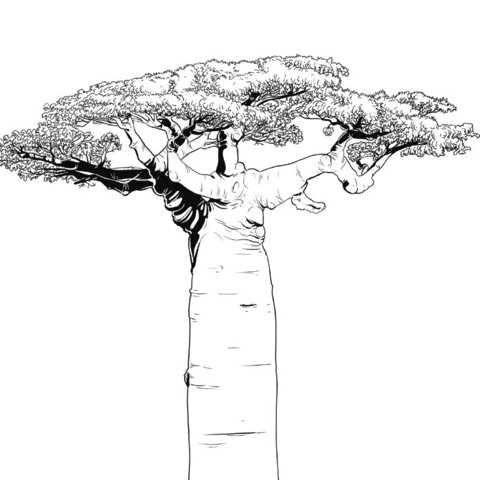 l'arbre le baobab