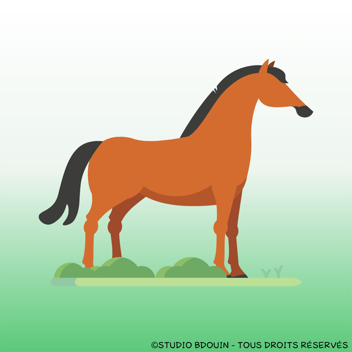 Le cheval BDouin Mag